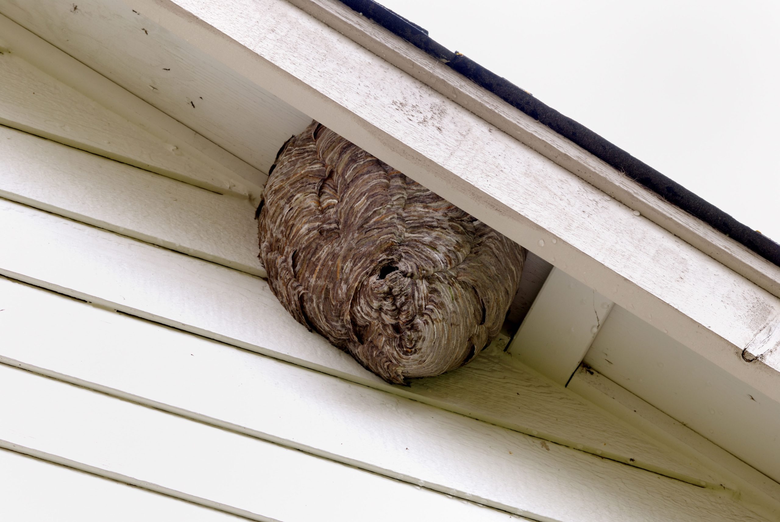 Pest Control Bees Hornets